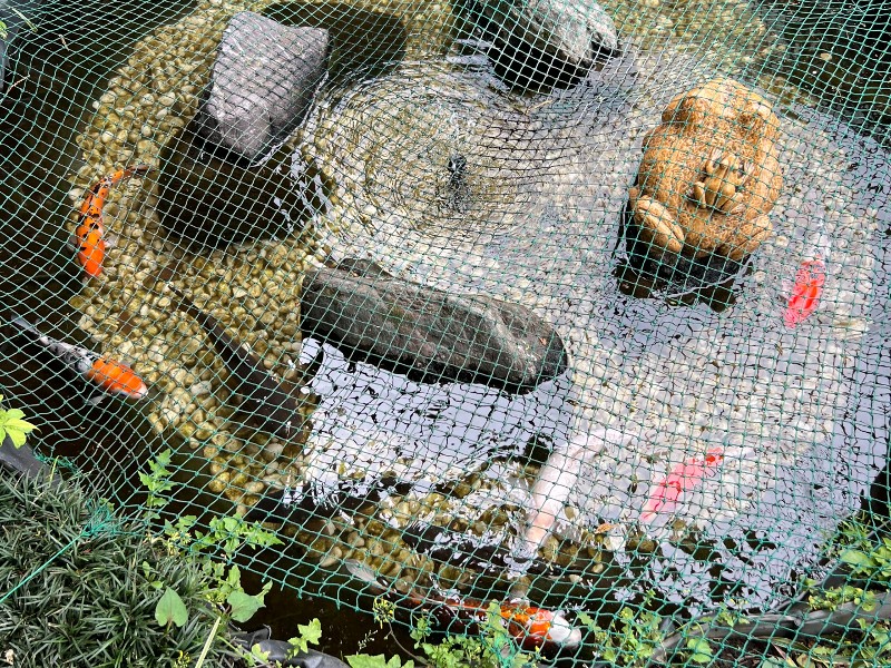 魚のおうちを観察できるビオトープ