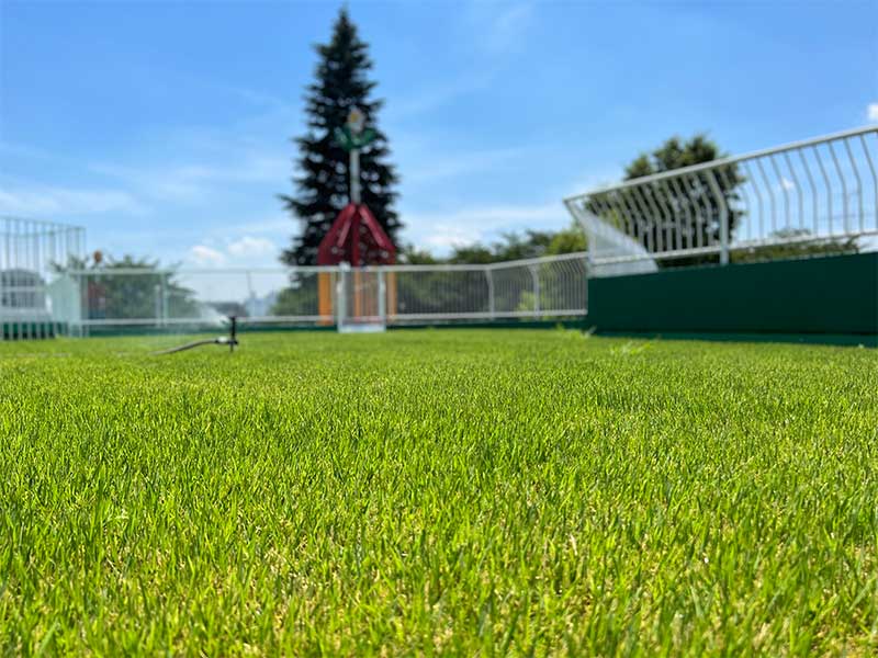 天然芝の屋上