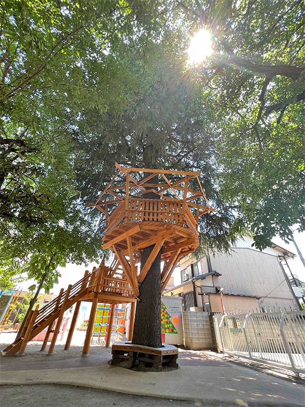 ヒマラヤ杉にはツリーハウスもあるよ