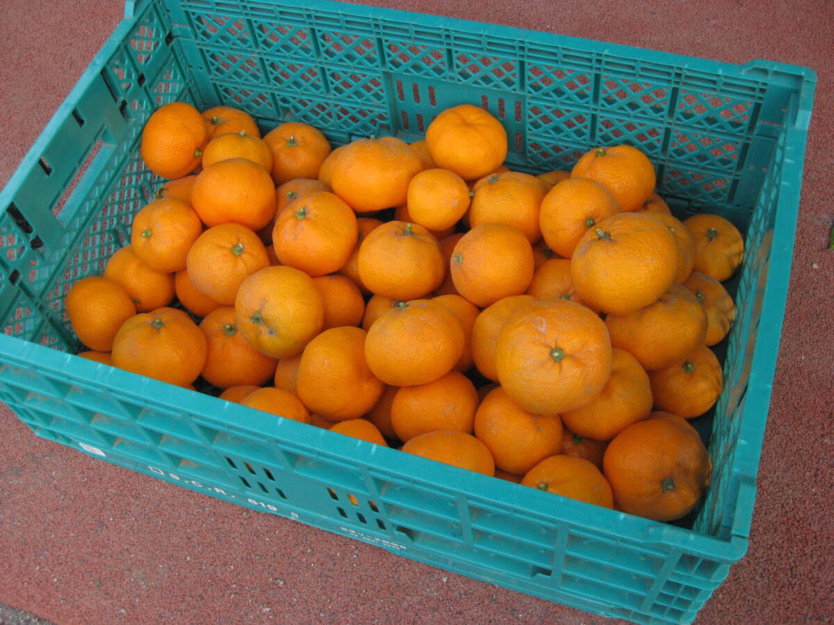 １１月～１２月 画像